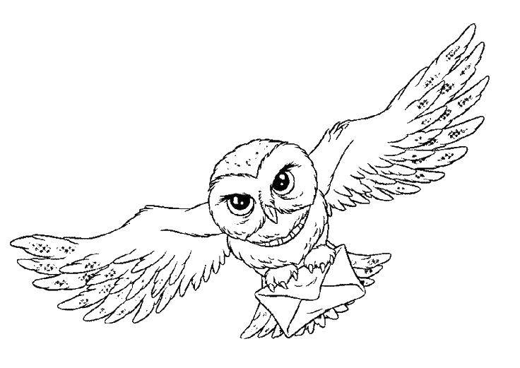 Coloring Owl with letter. Category coloring. Tags:  owls, letters, wings.