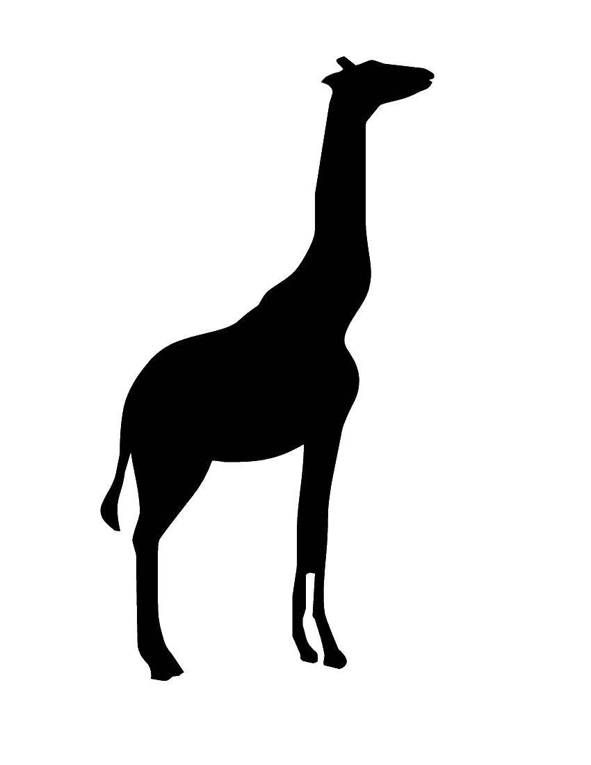 Название: Раскраска Тень жирафа. Категория: Контур жирафа для вырезания. Теги: жираф, шея, ноги.