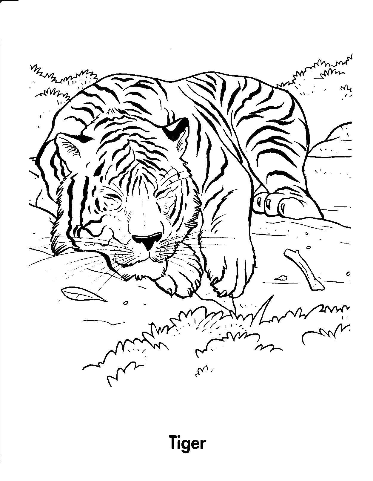 Название: Раскраска Тигр спит. Категория: Сон. Теги: сон, тигр, животные.
