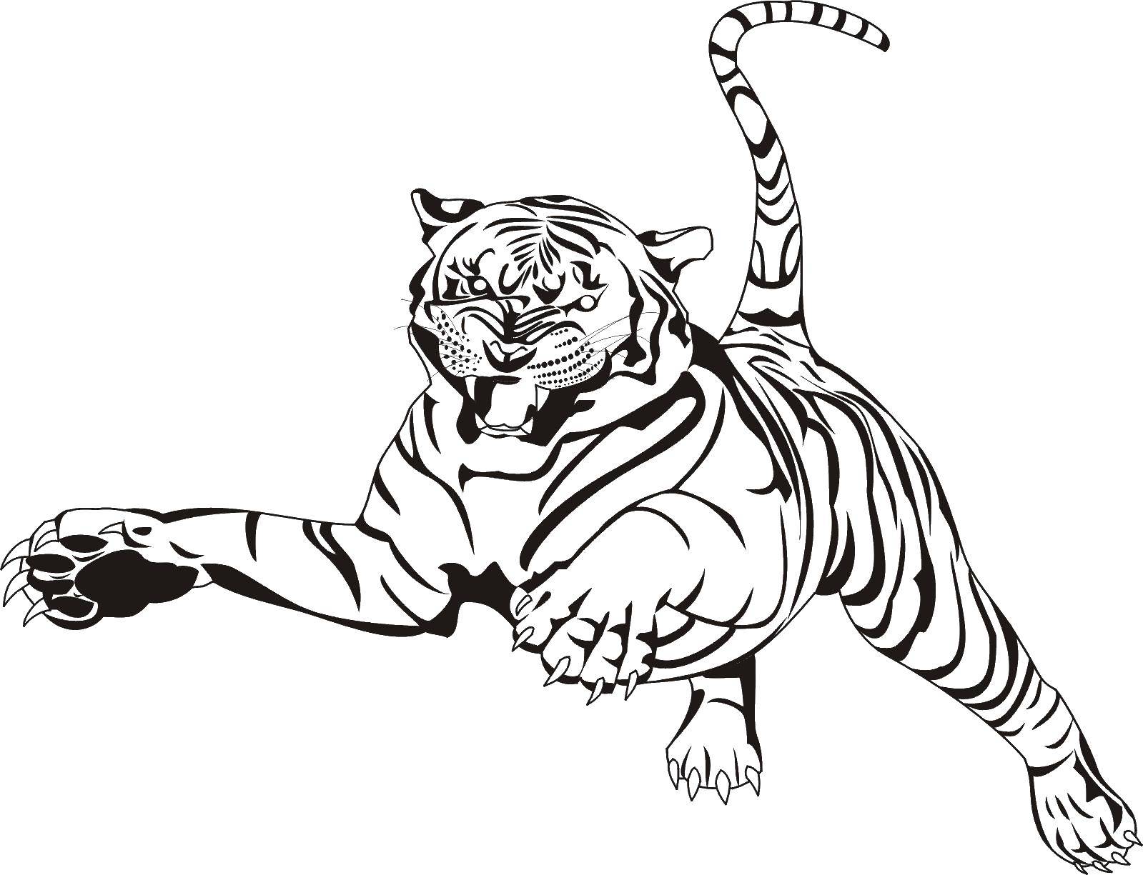 Coloring Tiger jump. Category wild animals. Tags:  tiger claws, paws, tail.