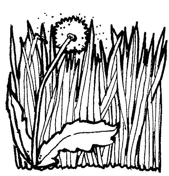 Coloring Grass and dandelion. Category The contours of grass to cut. Tags:  grass, dandelion.