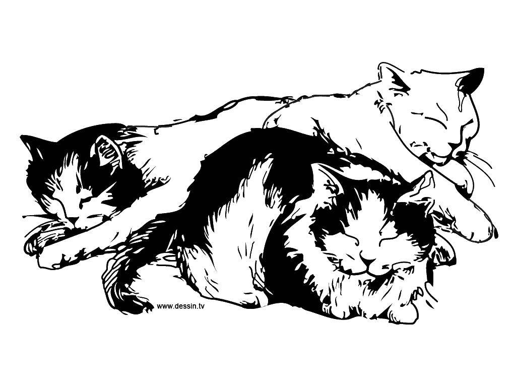 Название: Раскраска Три спящие кошки. Категория: Сон. Теги: кошки, сон.