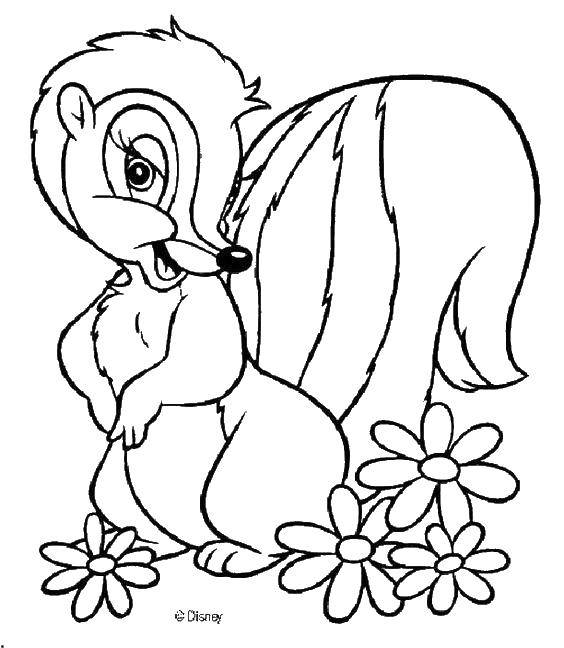 Coloring Flowers and skunk. Category Animals. Tags:  skunk , tail, flowers.
