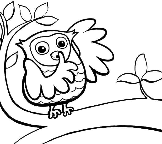 Coloring The branch and owl. Category birds. Tags:  the owl, branch, leaves.