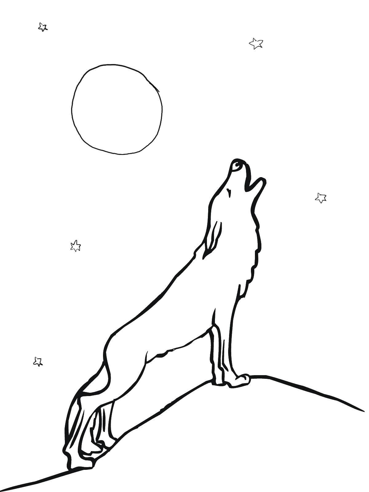 Coloring The wolf and the moon. Category coloring. Tags:  wolf , moon, stars.