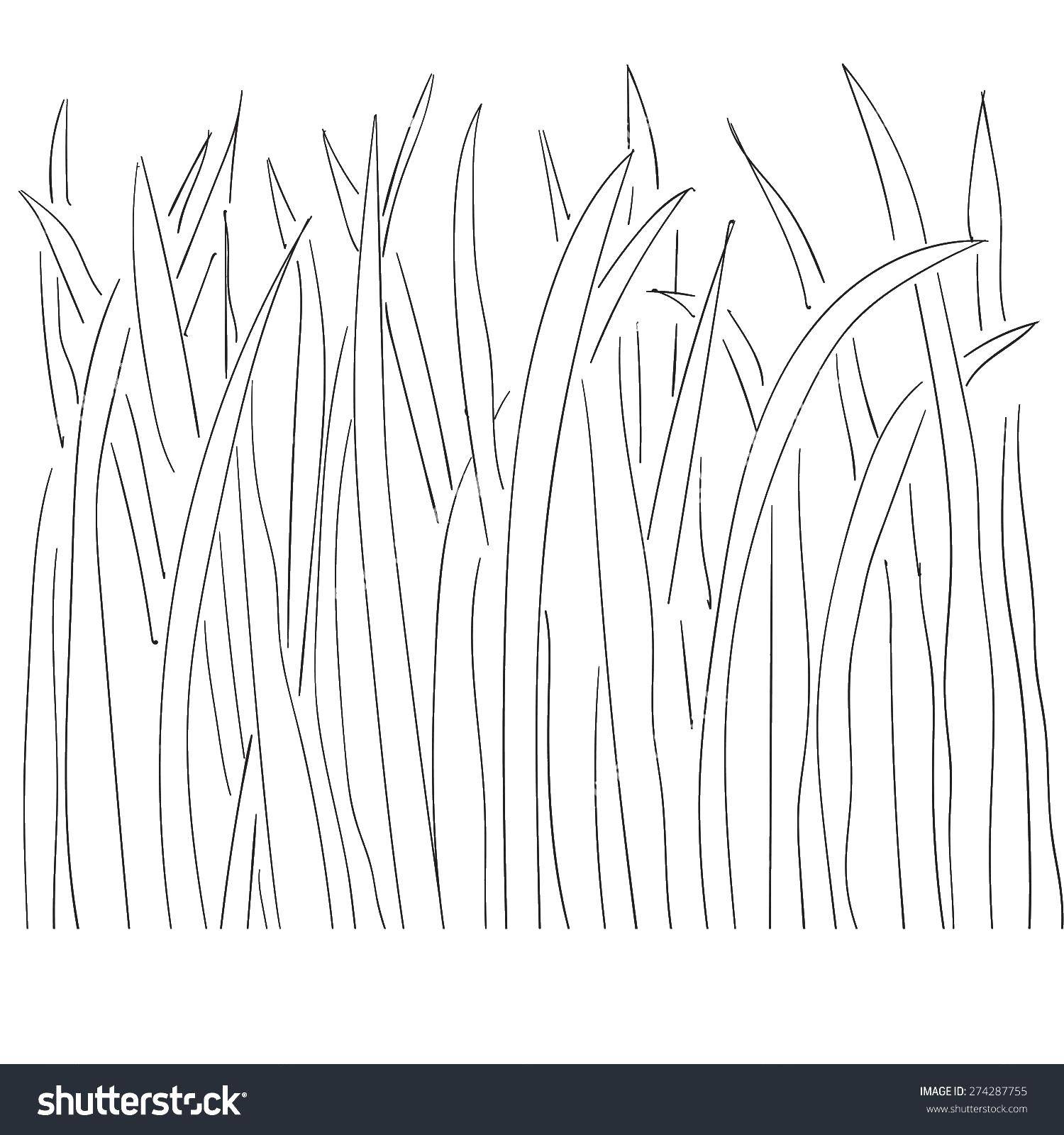 Название: Раскраска Высокая трава. Категория: Контуры травы для вырезания. Теги: трава, травка.