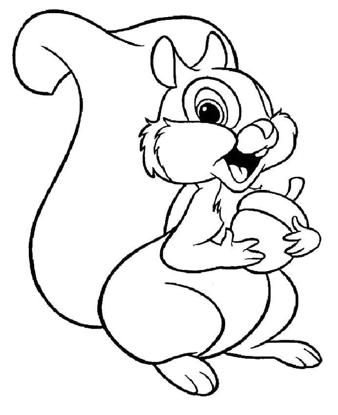 Squirrel With Acorn Template Coloring Pages