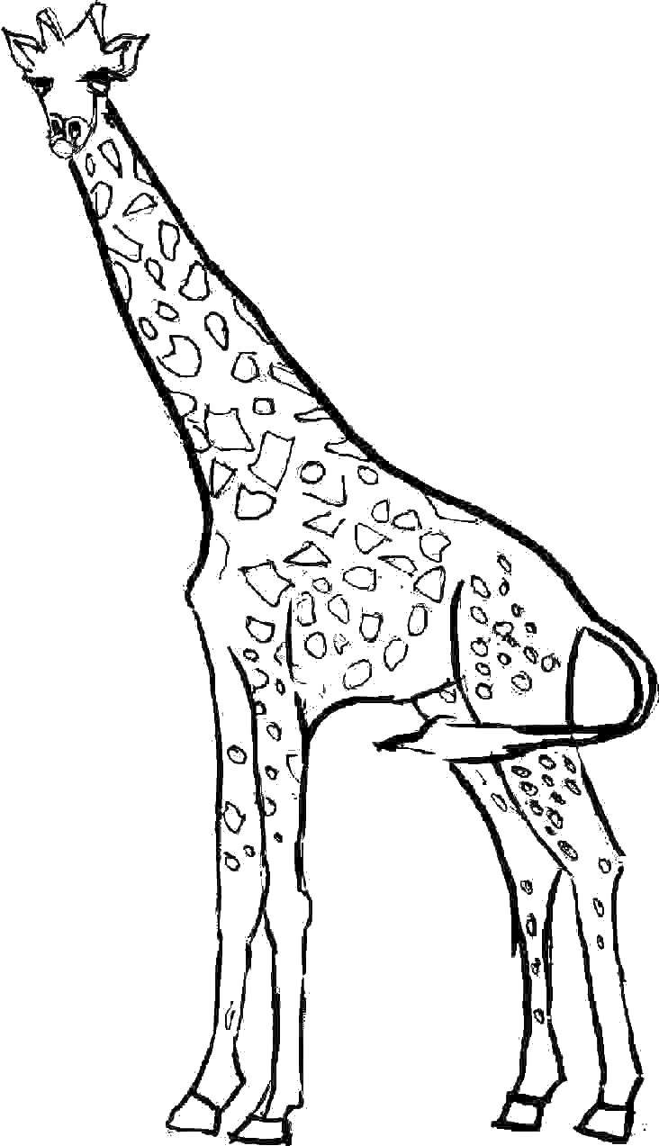 Название: Раскраска Жираф и шея. Категория: Контур жирафа для вырезания. Теги: жираф, шея, ноги.