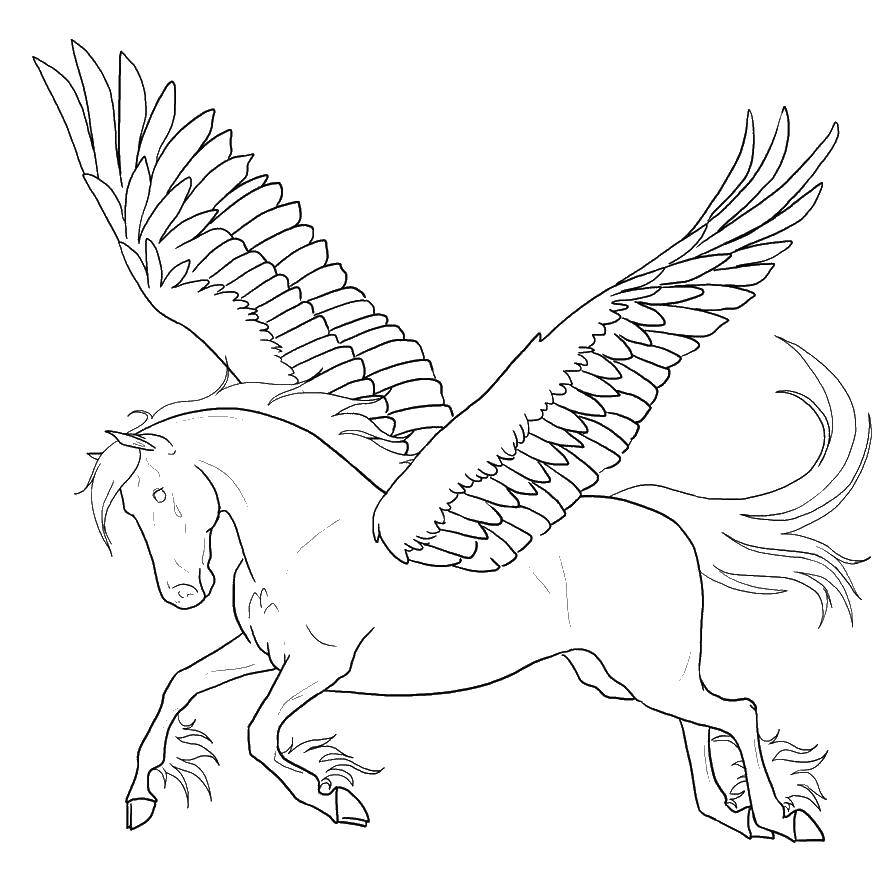 Название: Раскраска Большие крылья и конь. Категория: раскраски. Теги: конь, крылья.