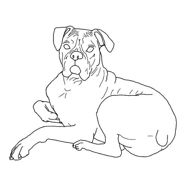 Название: Раскраска Большой пёс. Категория: Животные. Теги: Животные, собака.