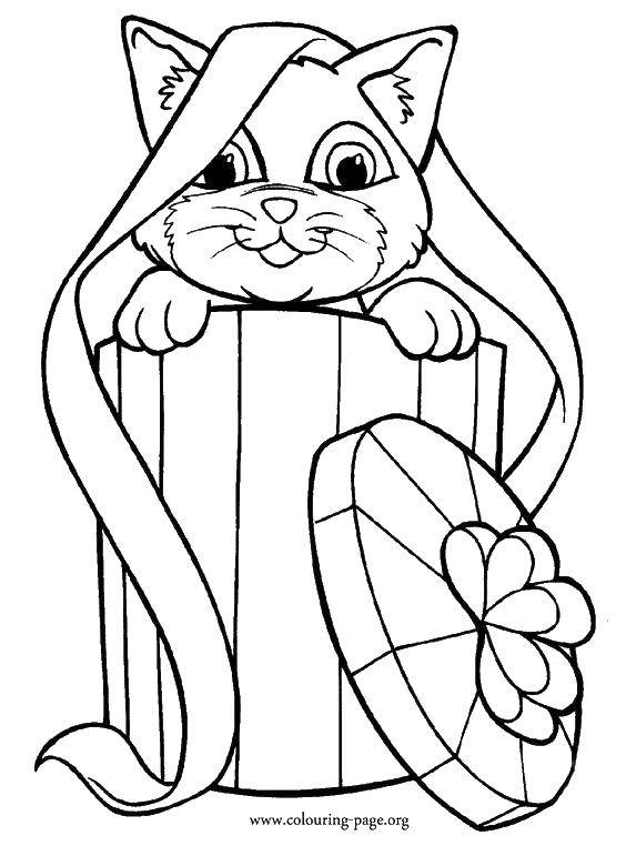 Coloring Cat in a box. Category coloring. Tags:  Gifts, holiday.