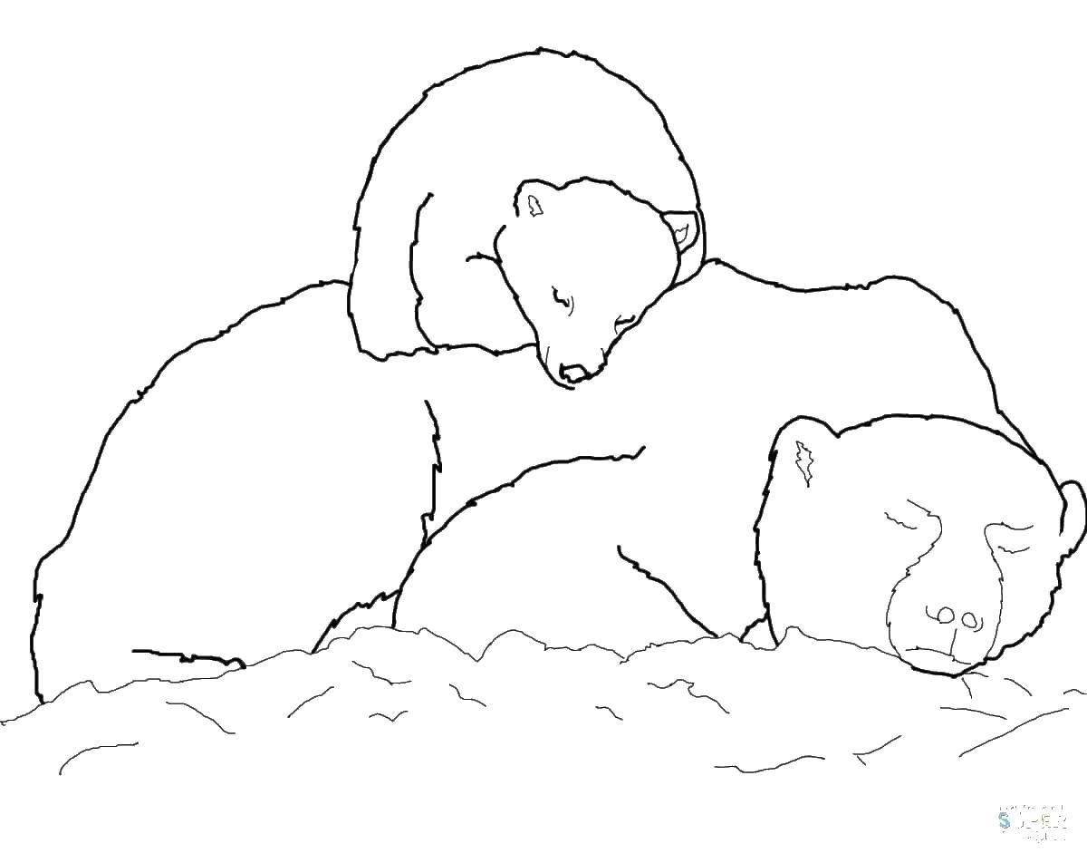 Coloring Bears in the snow. Category Sleep. Tags:  sleep, bears, snow.