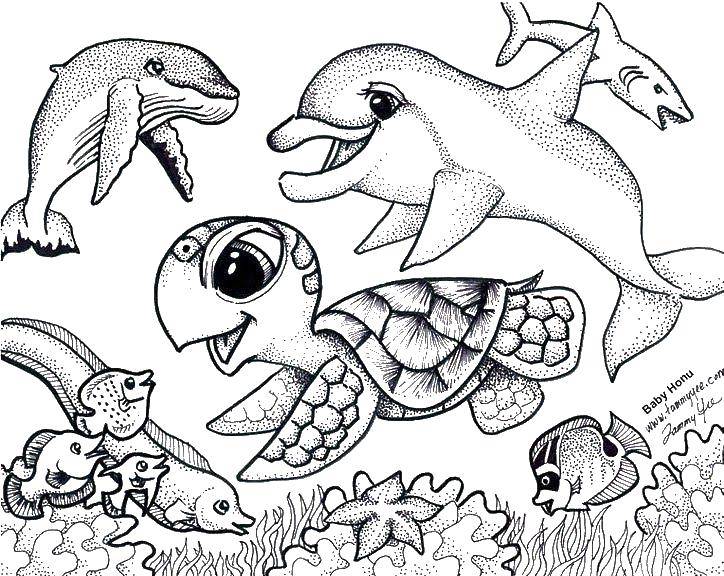 Название: Раскраска Морская черепашка, дельфин. Категория: раскраски для маленьких. Теги: морская черепашка, дельфин, кит.