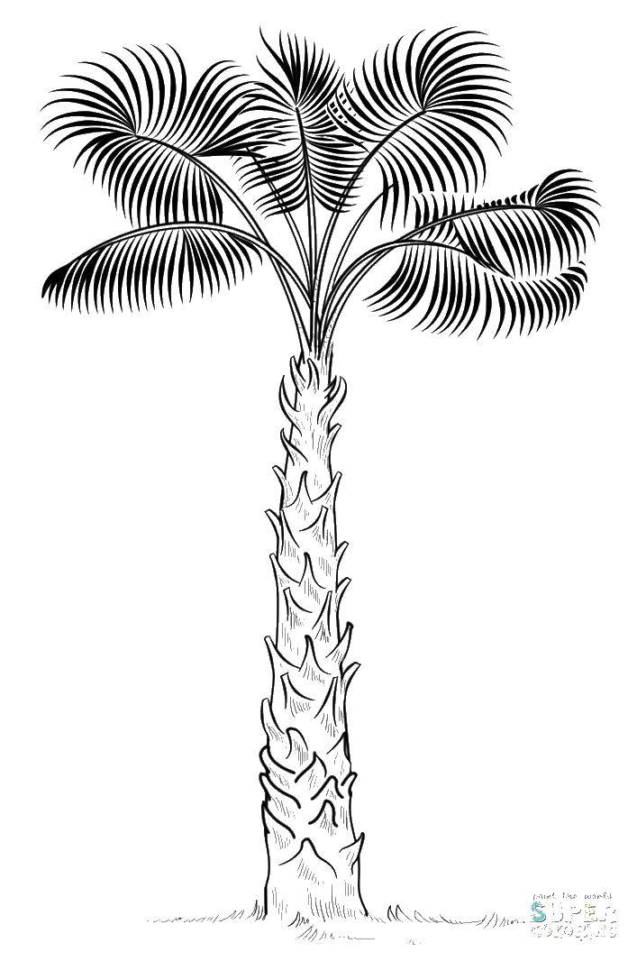 Название: Раскраска Необычная пальма. Категория: дерево. Теги: Деревья, пальма.