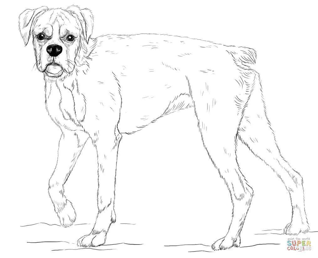 Coloring Very long legs. Category Animals. Tags:  Animals, dog.