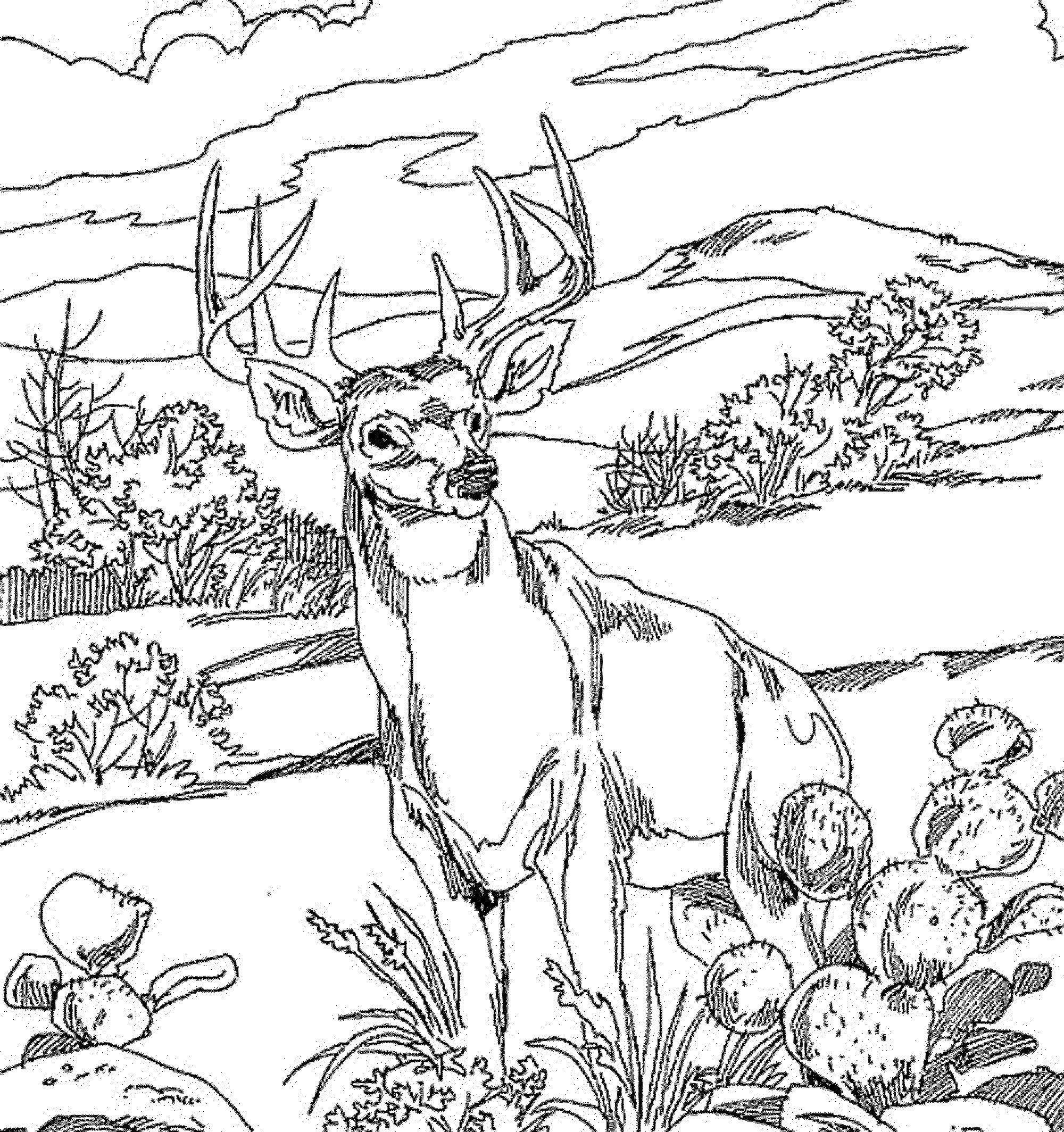 Coloring Deer. Category Animals. Tags:  The deer.