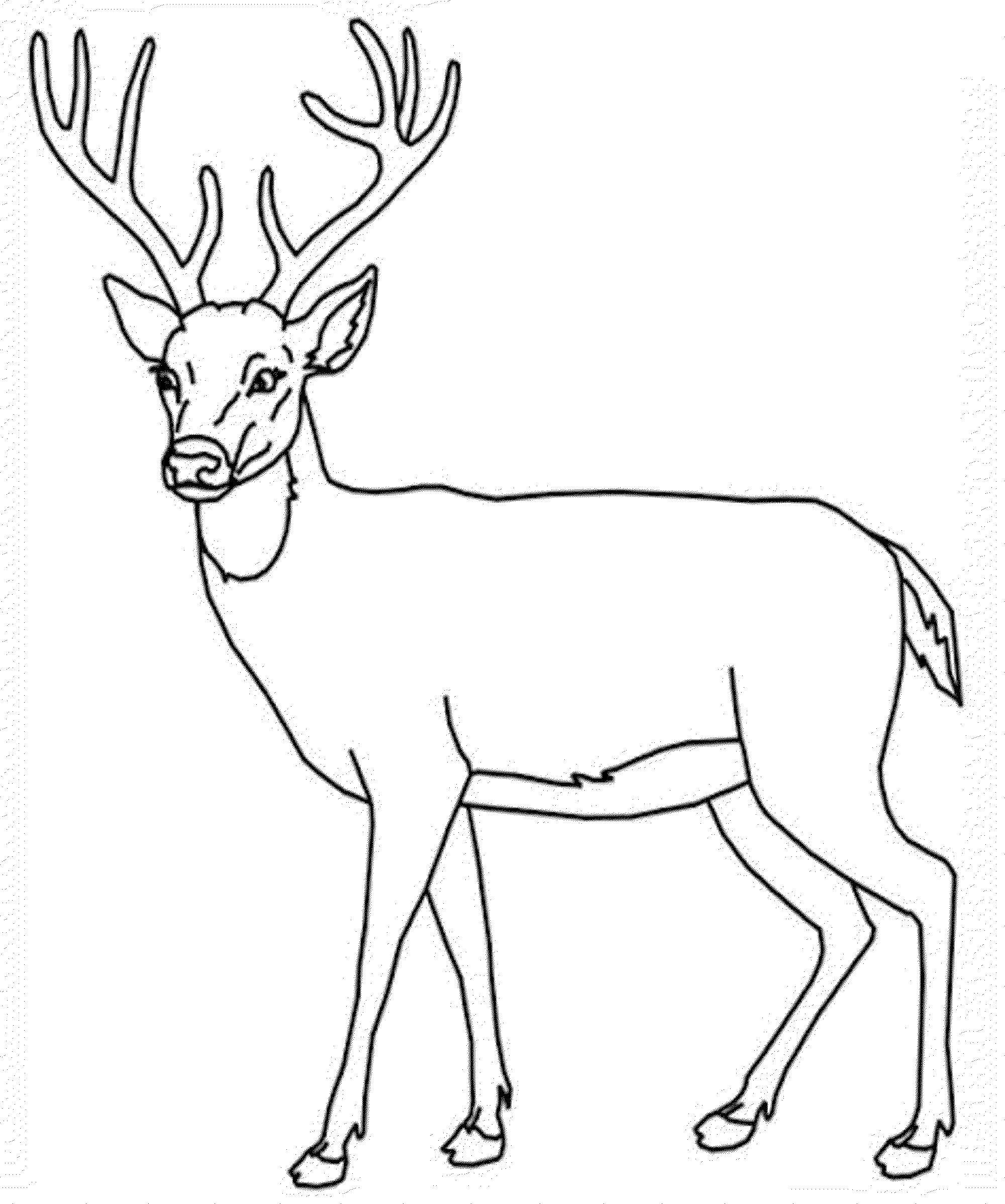 Название: Раскраска Олененок. Категория: Животные. Теги: животные, олени, рога.