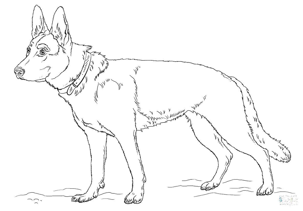 Coloring Shepherd. Category Animals. Tags:  Animals, dog.