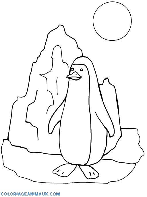 Название: Раскраска Пингвин в арктике. Категория: раскраски. Теги: Птицы.