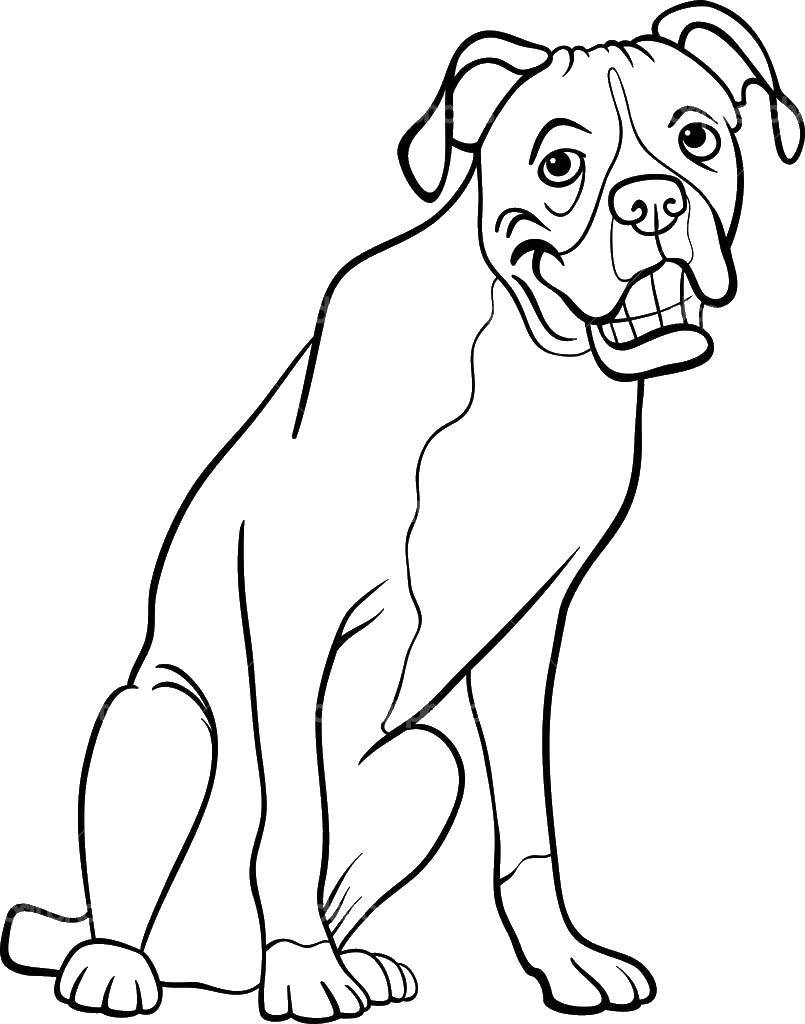 Coloring The dog and the teeth. Category dogs. Tags:  dog, tail, ears.