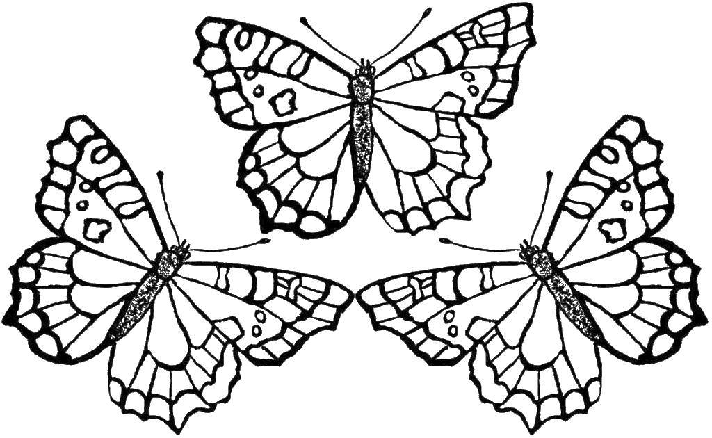 Название: Раскраска Три бабочки. Категория: бабочки. Теги: бабочки, крылышки, насекомые.