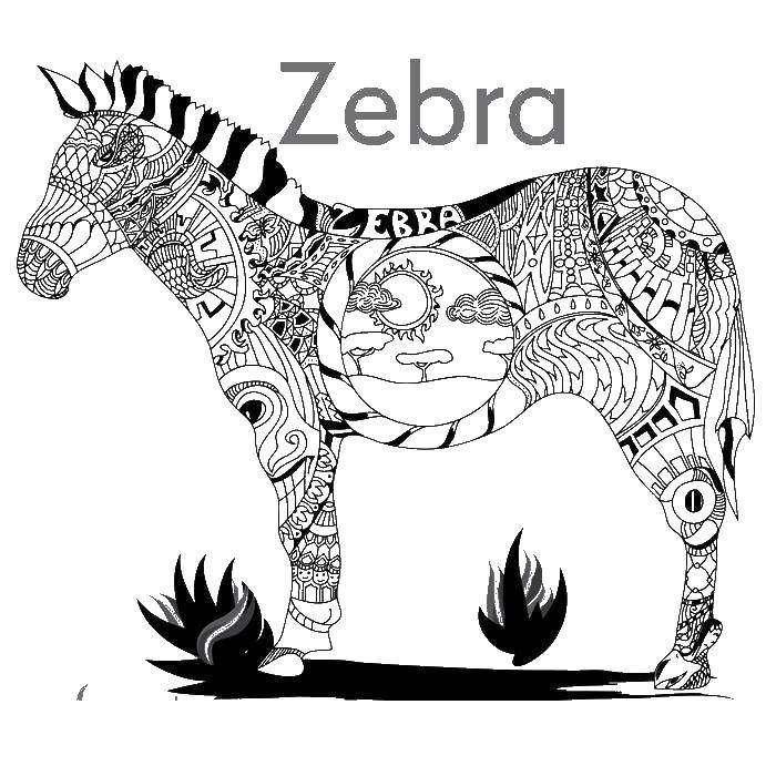 Название: Раскраска Зебра. Категория: раскраски антистресс. Теги: антистресс, зебра.