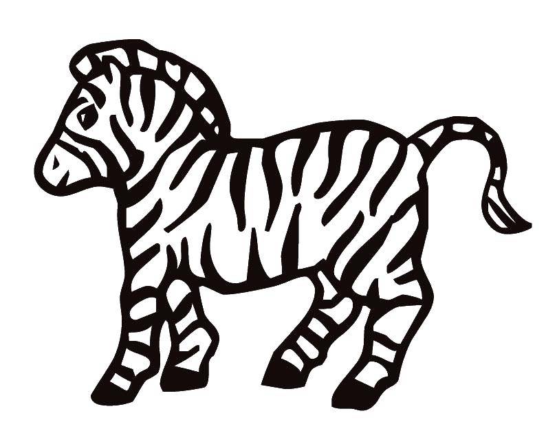 Coloring Zebra. Category Animals. Tags:  Zebra .