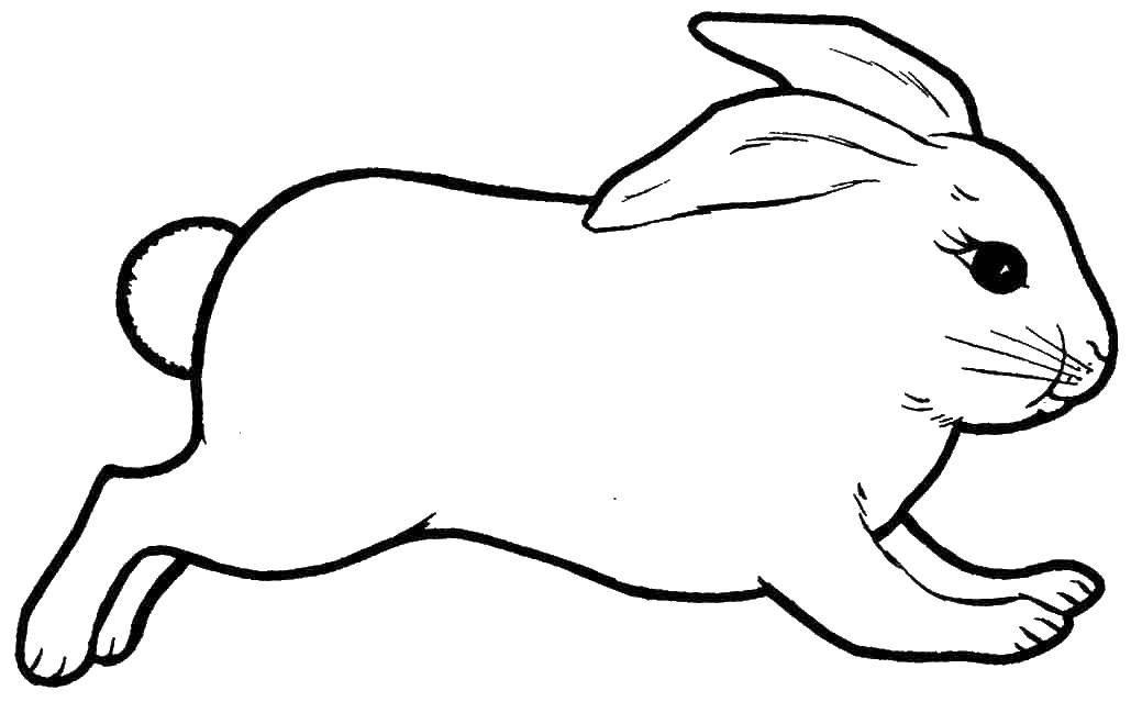 Название: Раскраска Крольчонок. Категория: кролик. Теги: кролик крольчонок, зверьки.
