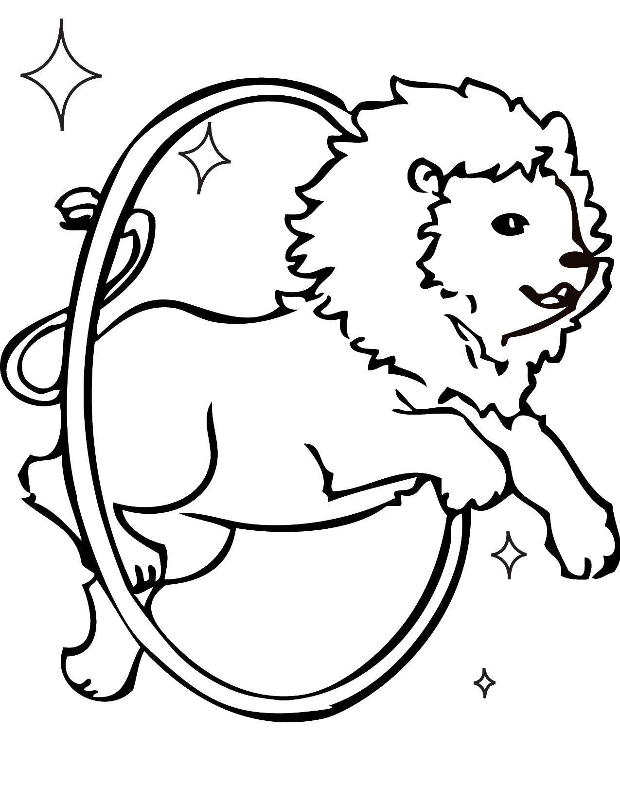 Coloring Lion priget through the Hoop. Category Animals. Tags:  animals, lions.