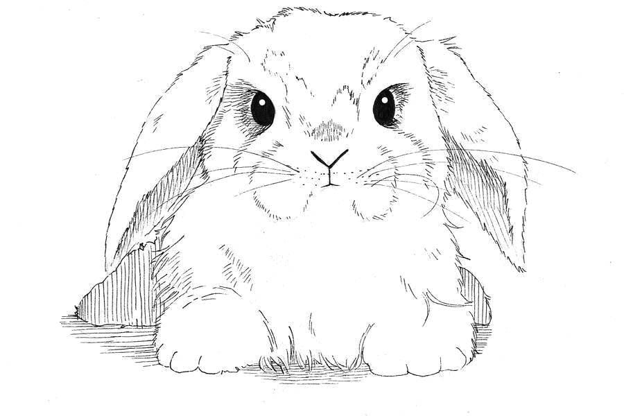 Название: Раскраска Милый взгляд. Категория: кролик. Теги: Животные, зайчик.