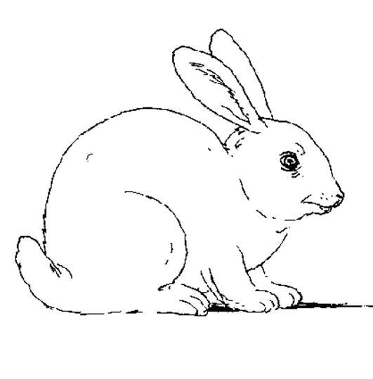 Название: Раскраска Трусишка зайка. Категория: кролик. Теги: Животные, зайчик.