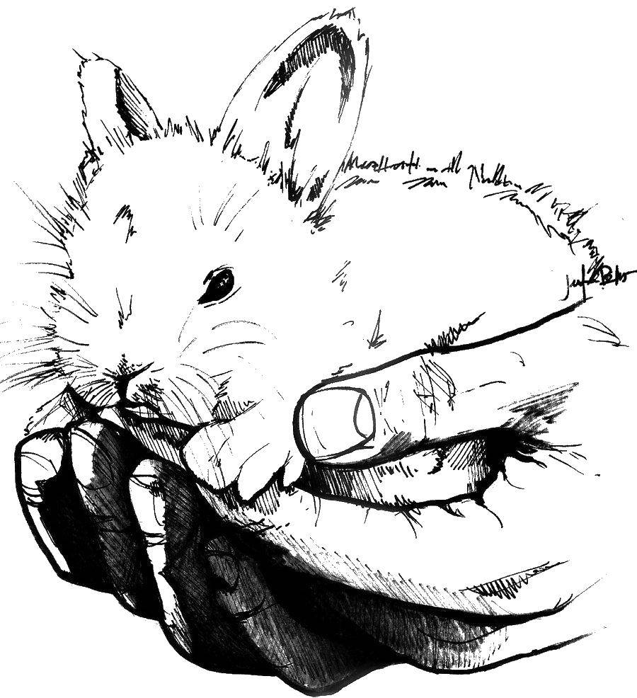 Название: Раскраска Зайчишка в руках. Категория: кролик. Теги: Животные, зайчик.