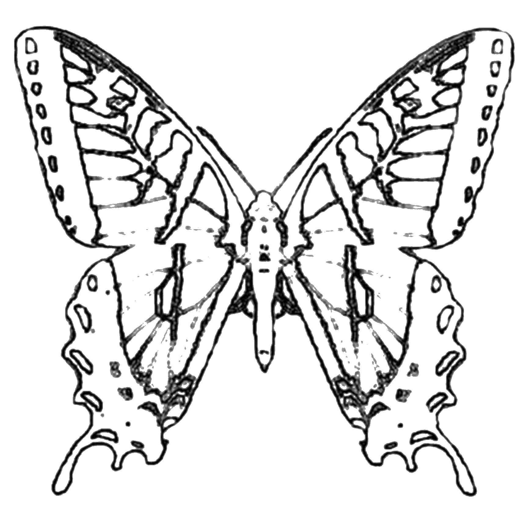 Coloring Butterfly. Category Insects. Tags:  insects, butterfly, wings.