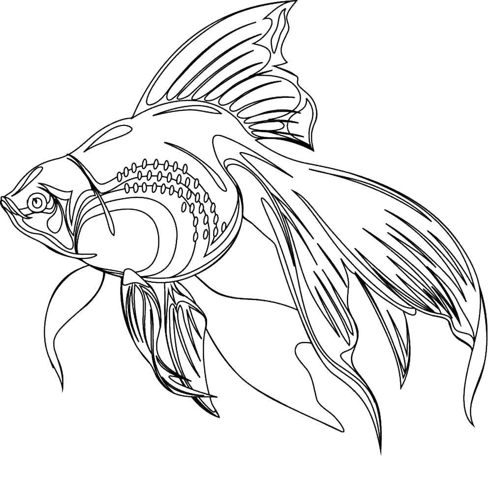 Название: Раскраска Золотая рыбка под водой. Категория: рыбы. Теги: Подводный мир, золотая рыбка.