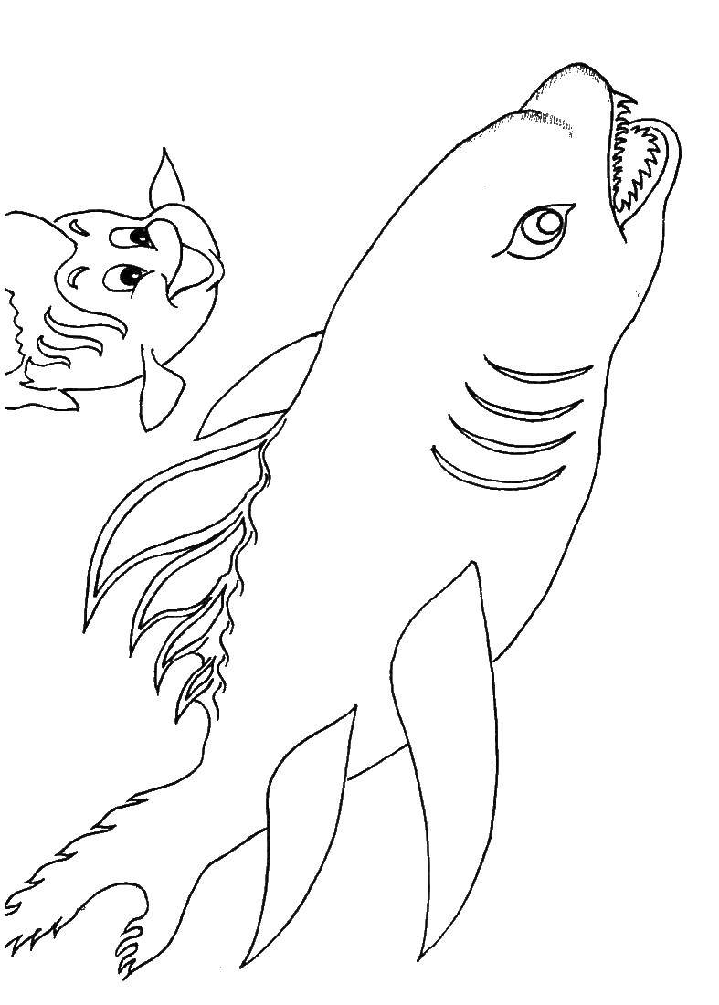 Название: Раскраска Флаундер и акула. Категория: Рыбы. Теги: Флаундер.