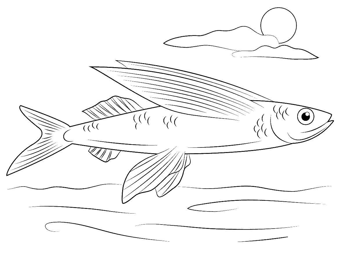 Название: Раскраска Летучая рыба. Категория: Рыбы. Теги: рыба, летучая.