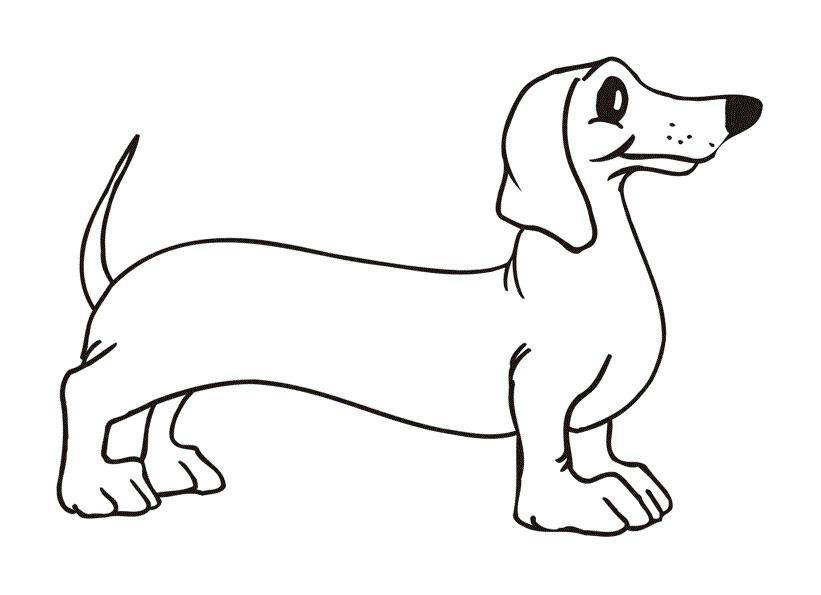 Название: Раскраска Рисунок такса. Категория: домашние животные. Теги: собака.