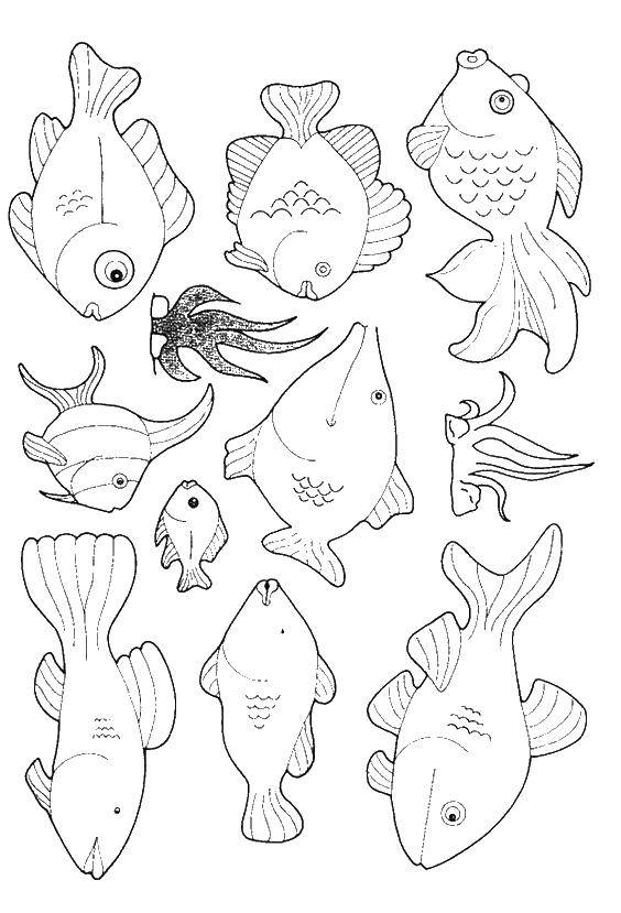 Coloring Fish. Category Fish. Tags:  fish.