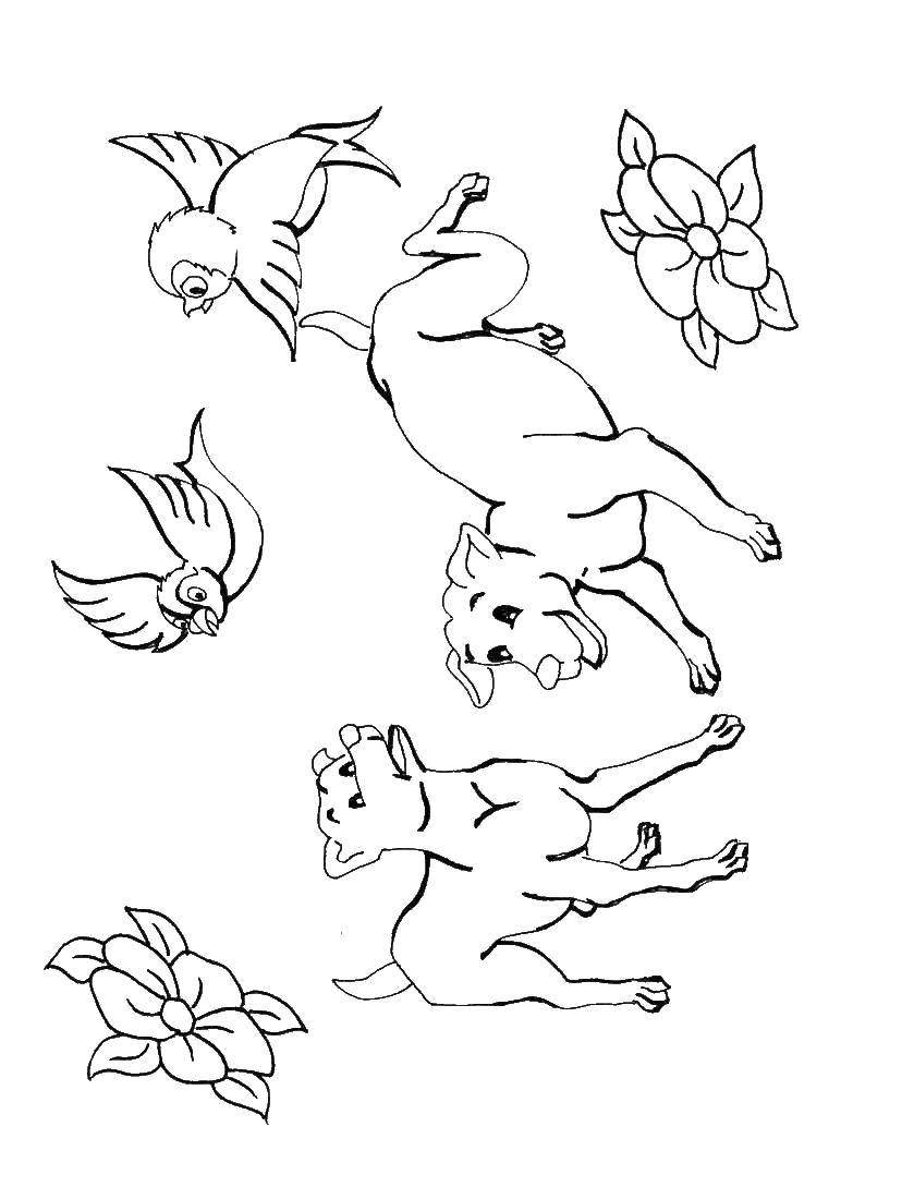 Coloring Dogs playing with birds. Category Disney coloring pages. Tags:  Disney, dog, bird, flowers, games, fun.