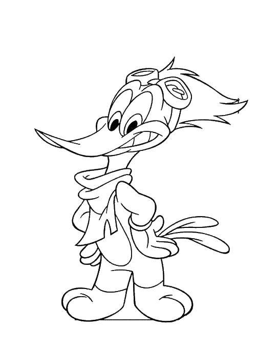Coloring Woody woodpecker. Category Disney cartoons. Tags:  woody woodpecker.