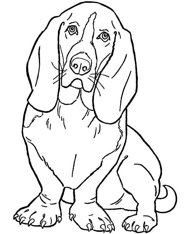 Название: Раскраска Рисунок собаки бассет хаунд. Категория: домашние животные. Теги: собака.