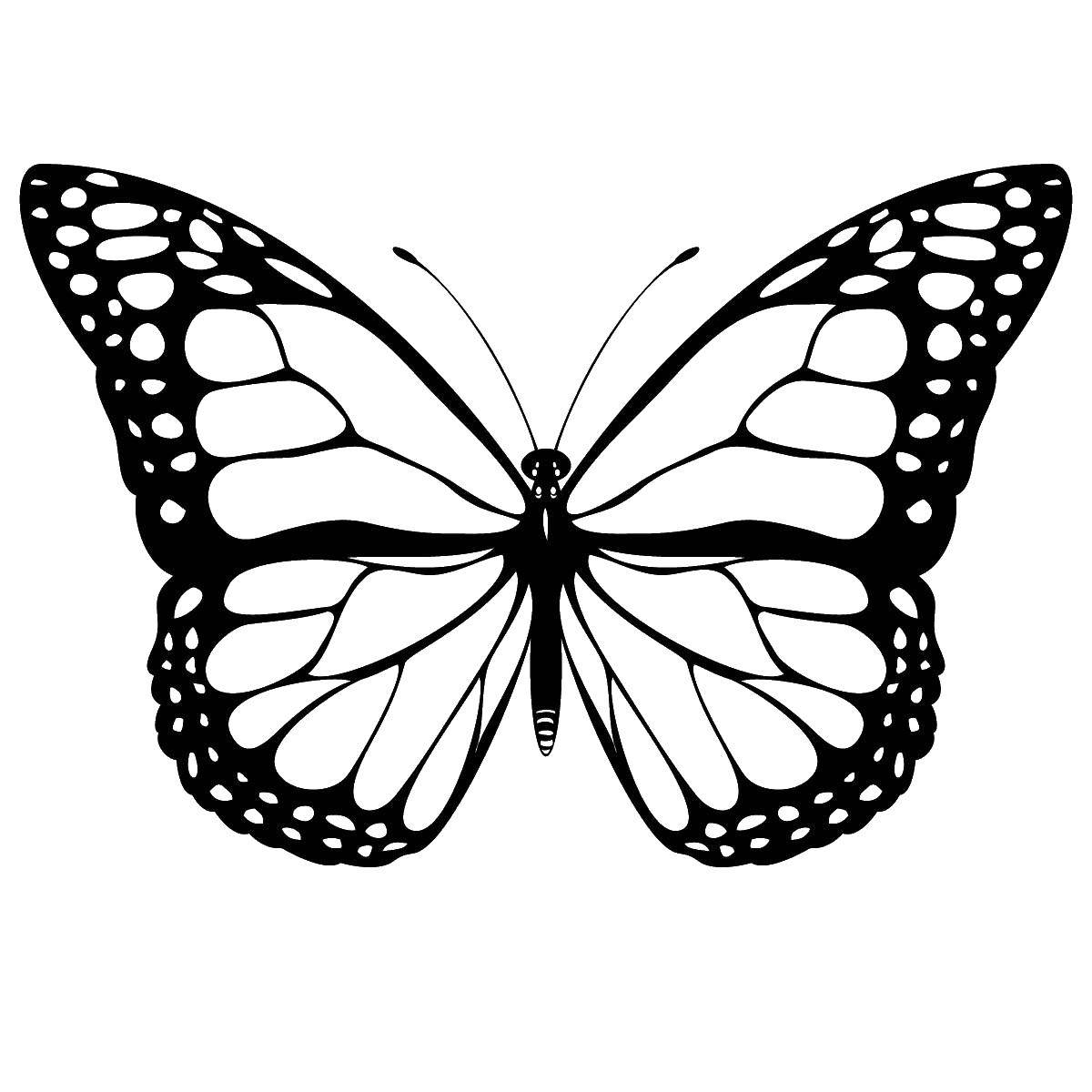 Coloring Butterfly. Category Butterfly. Tags:  butterfly.