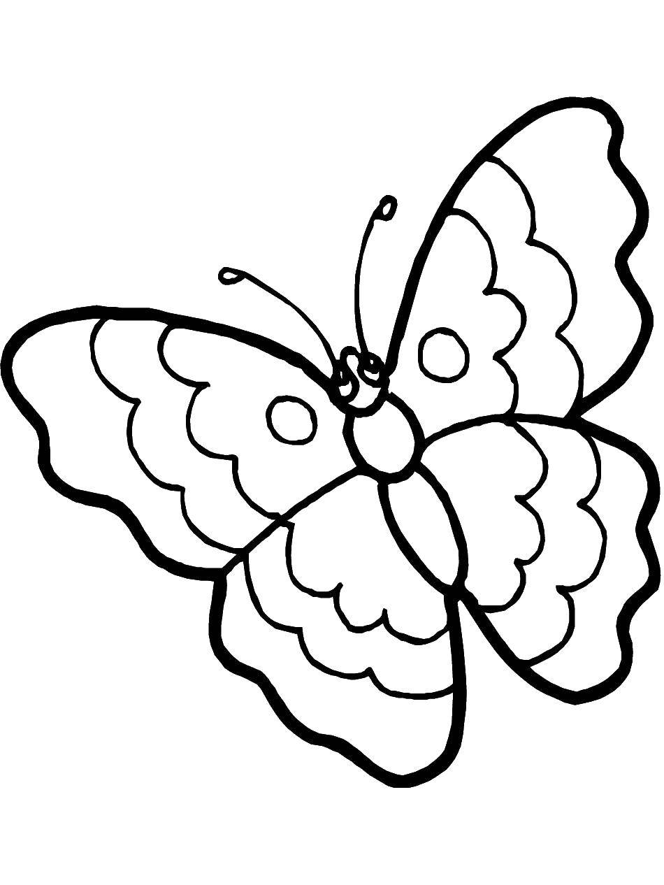 Название: Раскраска Бабочка. Категория: Бабочка. Теги: бабочка.