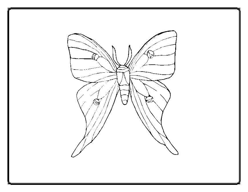Название: Раскраска Бабочка. Категория: Бабочка. Теги: бабочка.