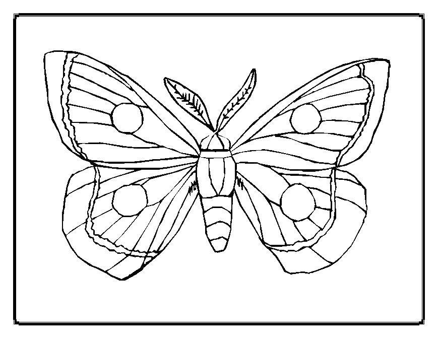 Coloring Butterfly. Category Butterfly. Tags:  butterfly.