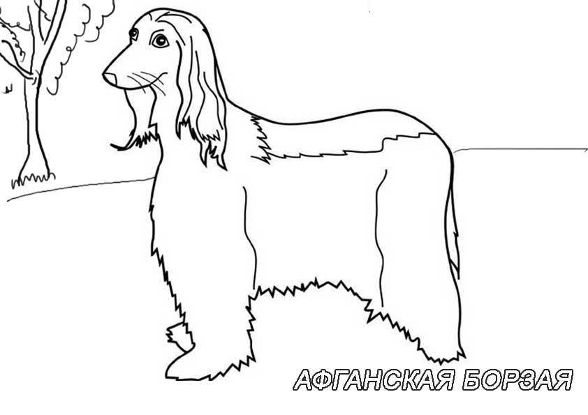 Название: Раскраска Рисунок собаки афганская борзая. Категория: домашние животные. Теги: собака.