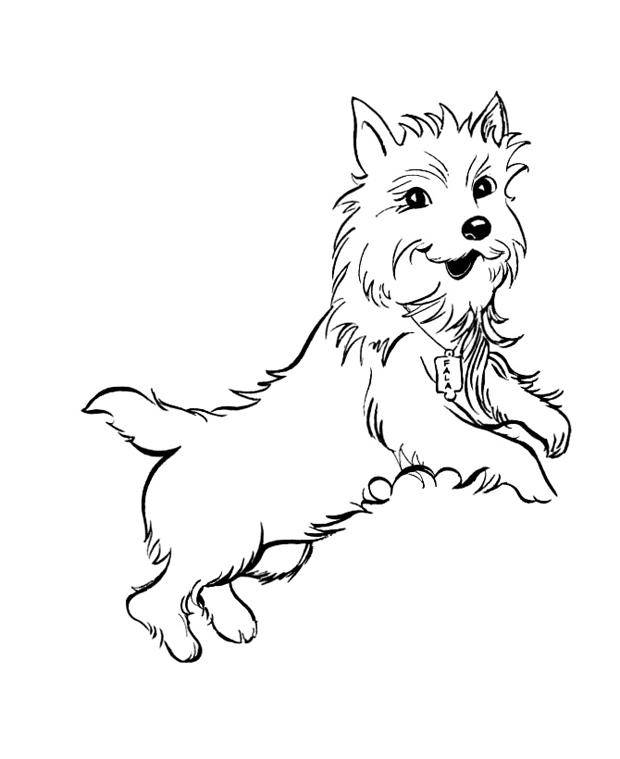Название: Раскраска Рисунок собаки терьер. Категория: домашние животные. Теги: собака.