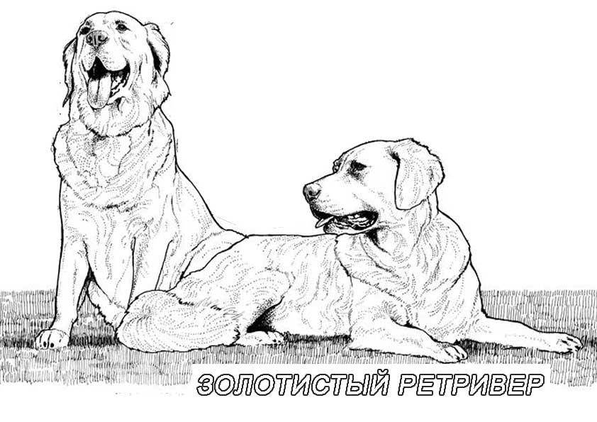Название: Раскраска Рисунок собаки золотистый ретривер. Категория: домашние животные. Теги: собака.