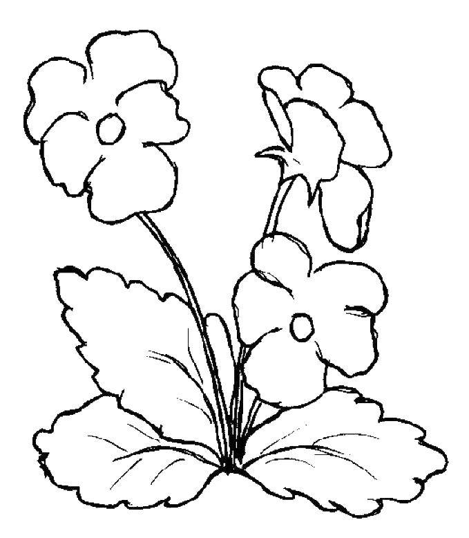 Coloring Flowers. Category flowers. Tags:  flowers, plants, buds, petals.
