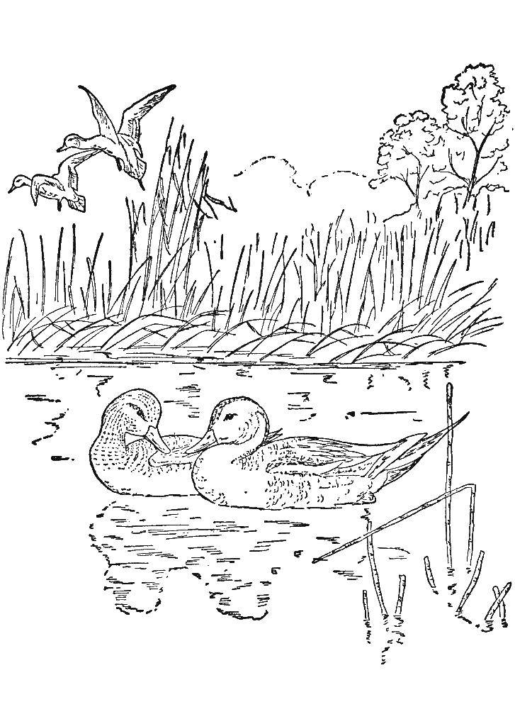 Название: Раскраска Утки в пруду плавуют. Категория: птицы. Теги: утка, пруд.